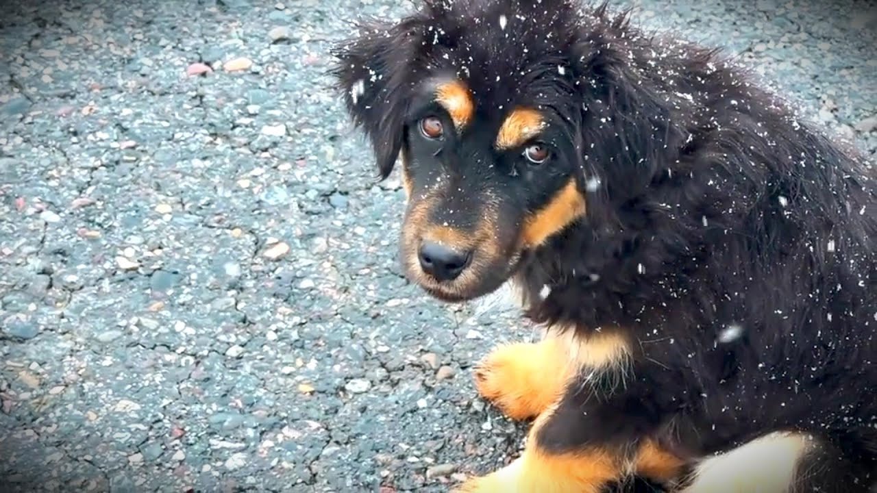 It only wanted a little food, but I ended up taking it home.