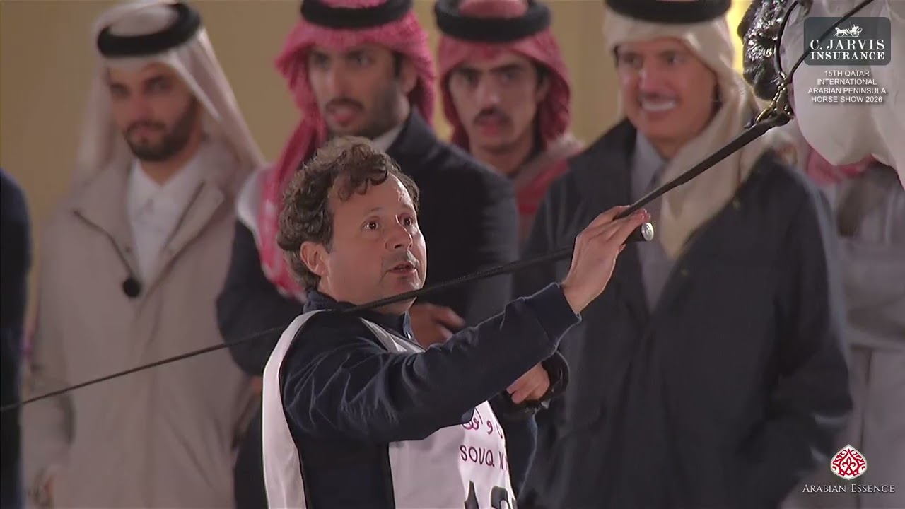 15th Qatar Intl  Arabian Peninsula Horse Show 2026   Class 8