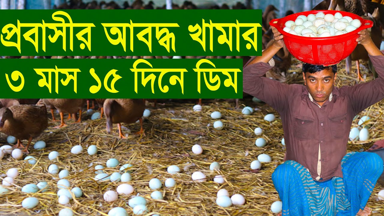 ৩ মাস ১৫ দিন থেকে ডিম আবদ্ধ হাস খামারে | সফল খামারী | সফল উদ্যোক্তা | উদ্যোক্তার সাফল্য |সাফল্য কথা