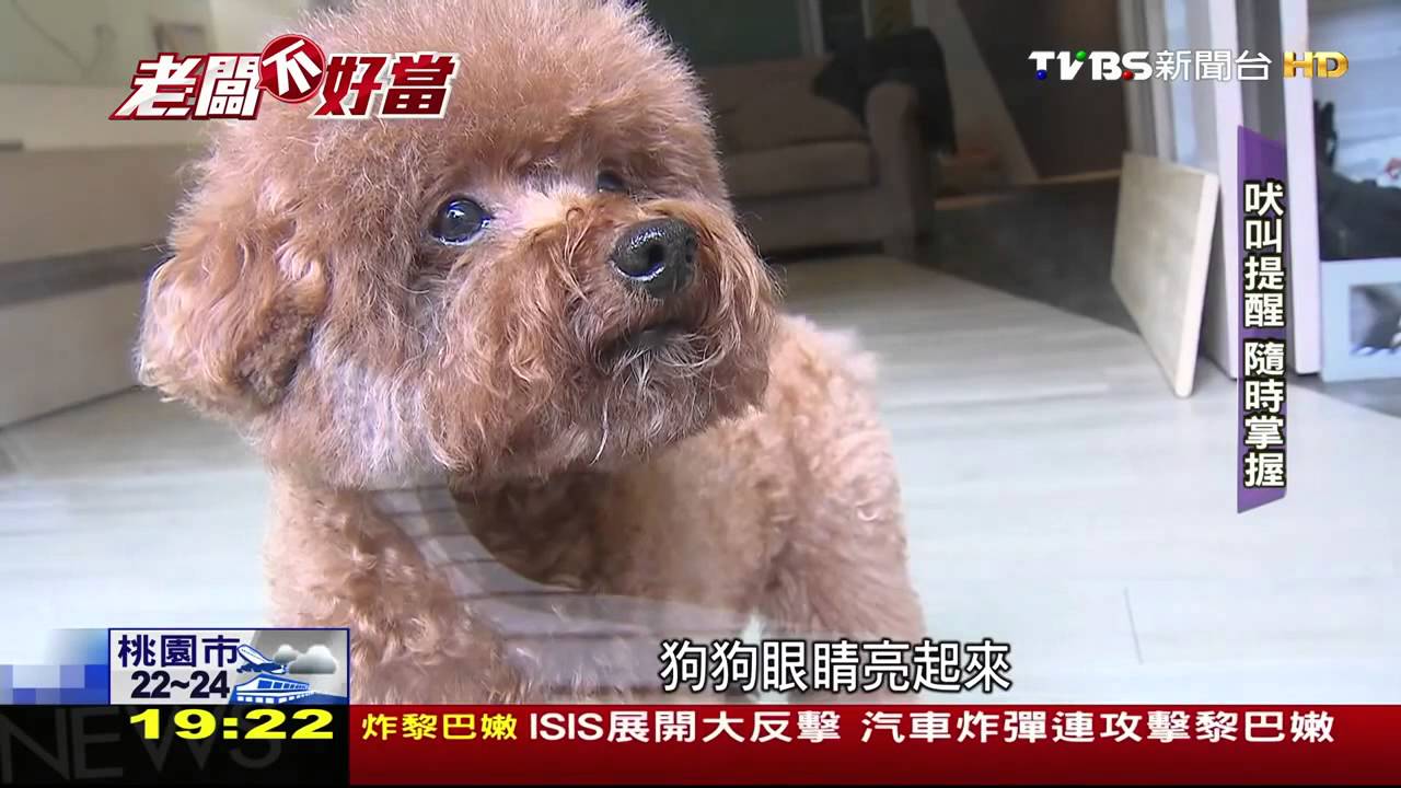 Furbo 狗狗攝影機 - TVBS專訪