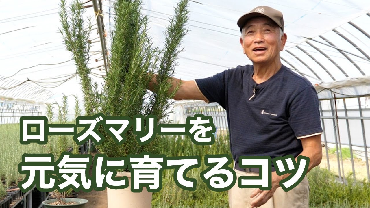 ローズマリーを元気に育てるコツ
