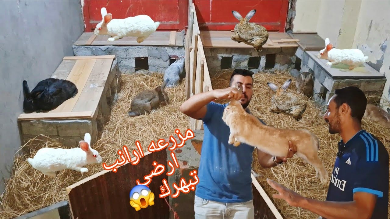 من النهردا تقدر مع ابو سليم تربي ارانب ارضي وانت مرتاح بدون مشاكل 