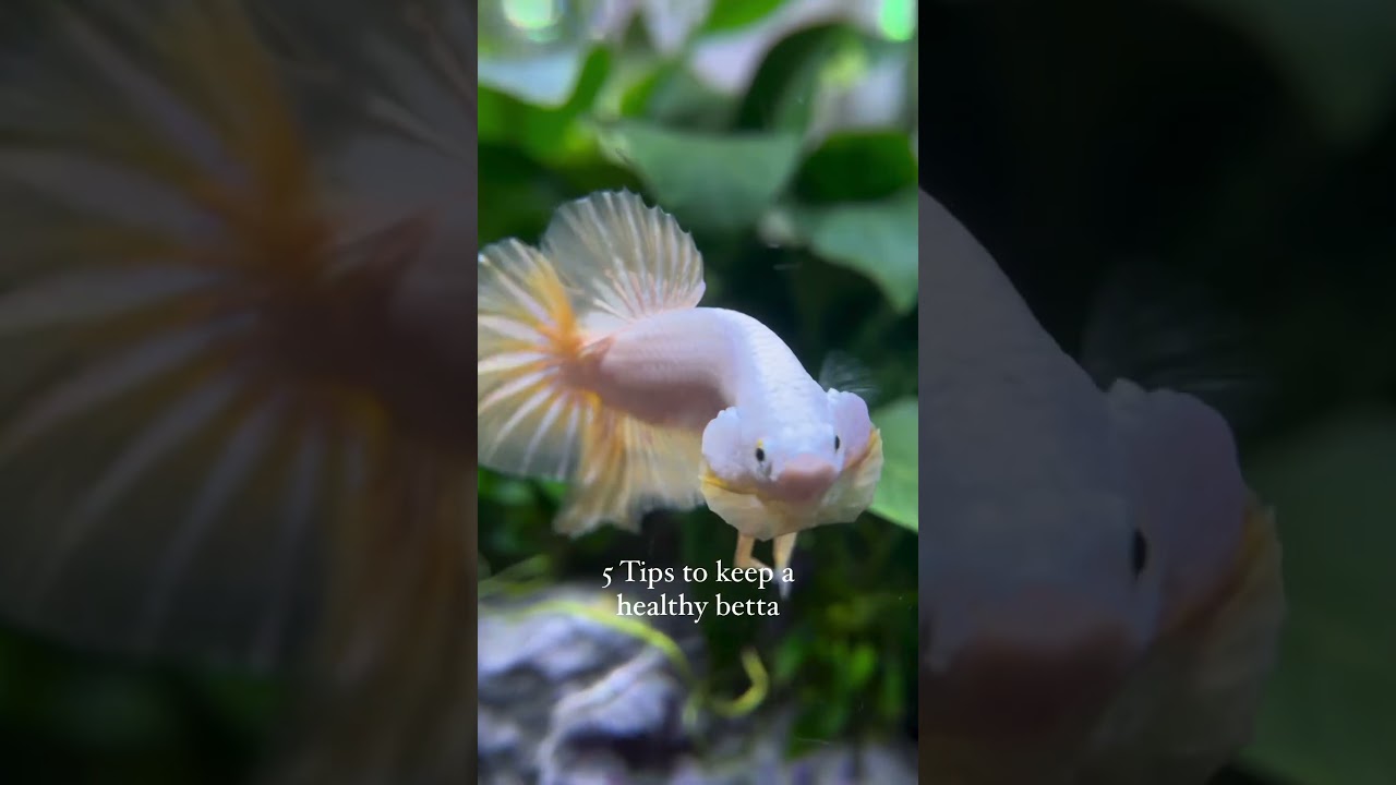 🐠 5 Tips to keep a healthy betta 🐠