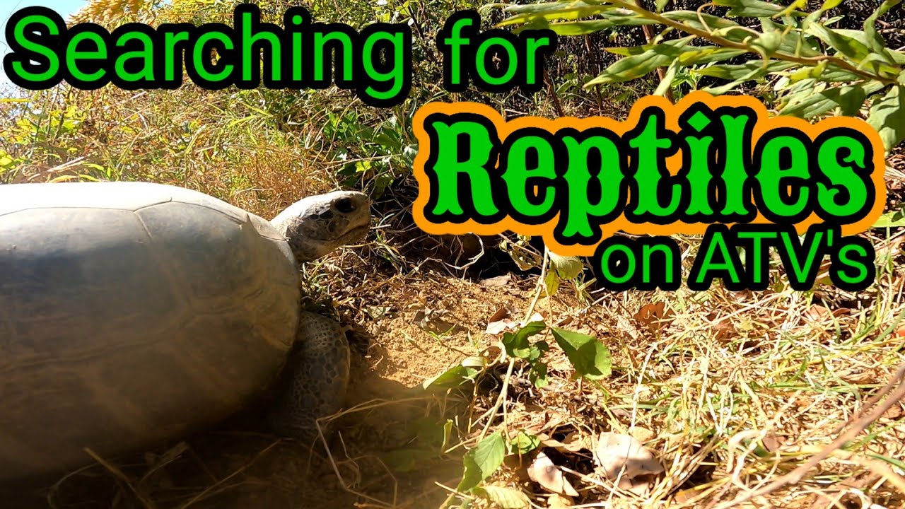 Searching for Reptiles on ATV's