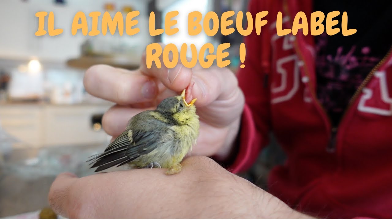 Mon pote Cuicui ! Comment nourrir un oiseau abandonné. Une mésange dans ce cas.