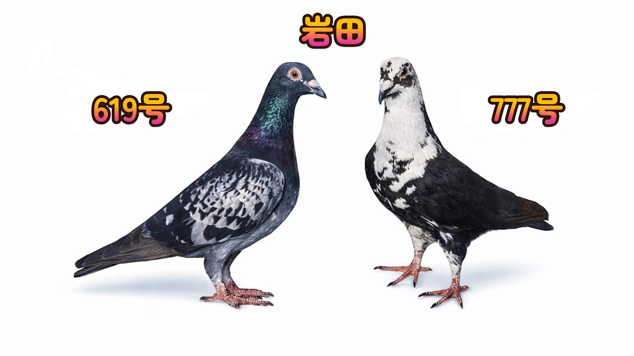 思い出に残る銘鳩 岩田619＆777号 54。歴史に残る銘鳩。岩田鳩舎。プカラスロフト＆不知火ロフト。