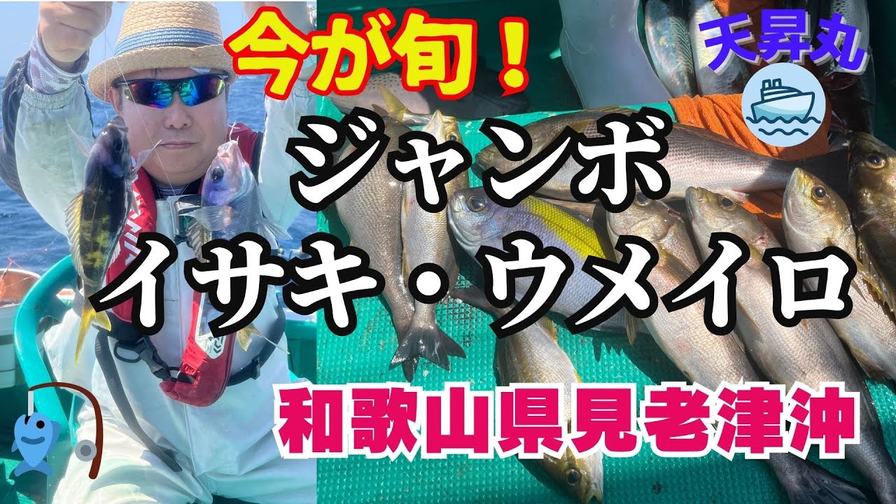 【旬の釣り】ジャンボイサキ・ウメイロを和歌山県見老津沖で釣る！