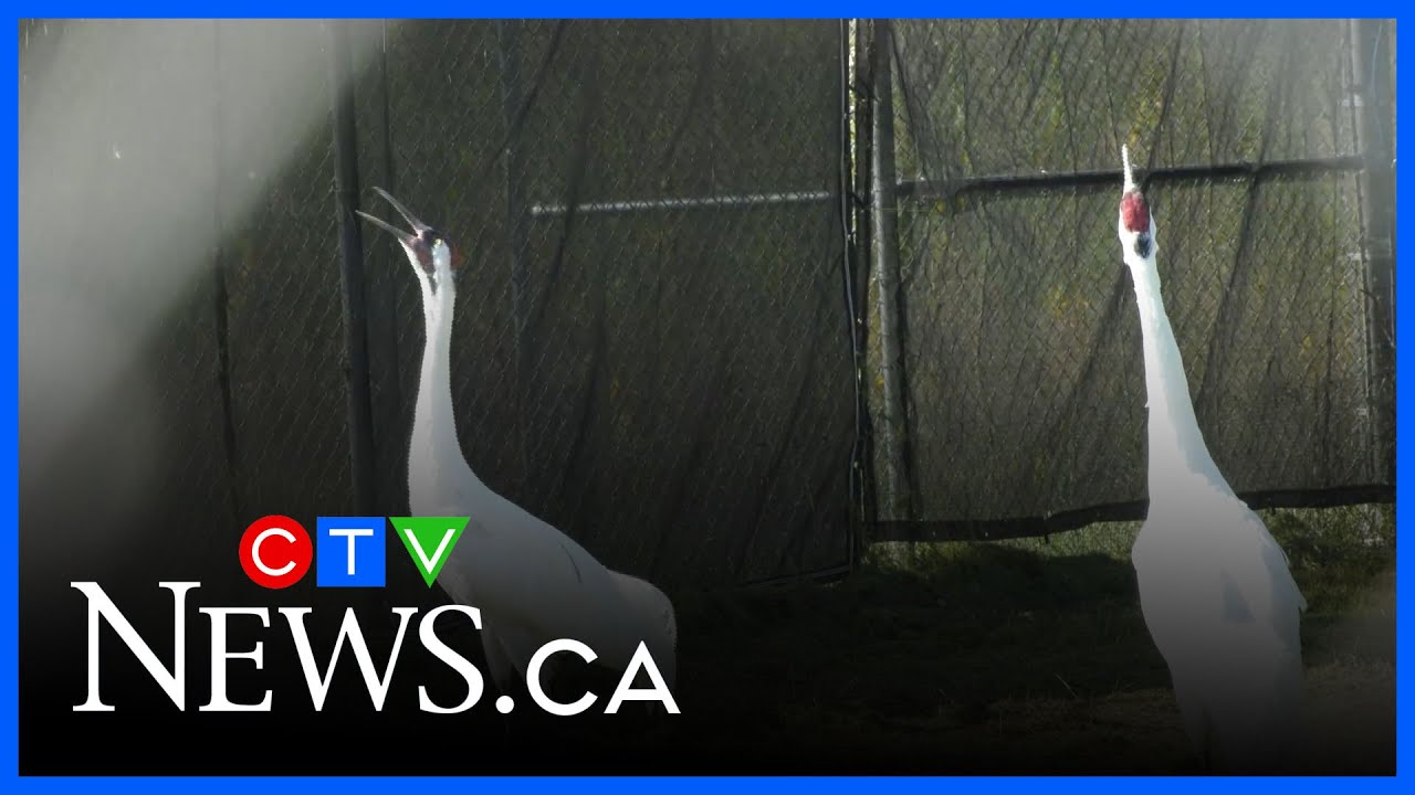 Endangered species conservation