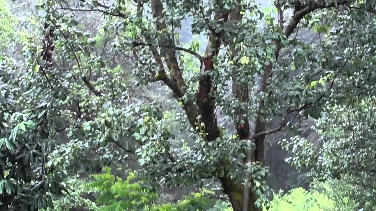YAĞARSA YAĞMUR YAĞAR SEFALI KÖYÜ ÇAYELİ RİZE