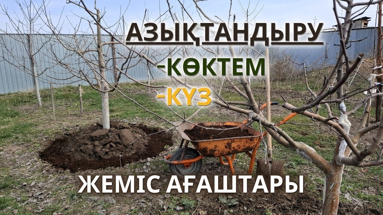 Жеміс Ағаштарын АЗЫҚТАНДЫРУ, көктем және күзде