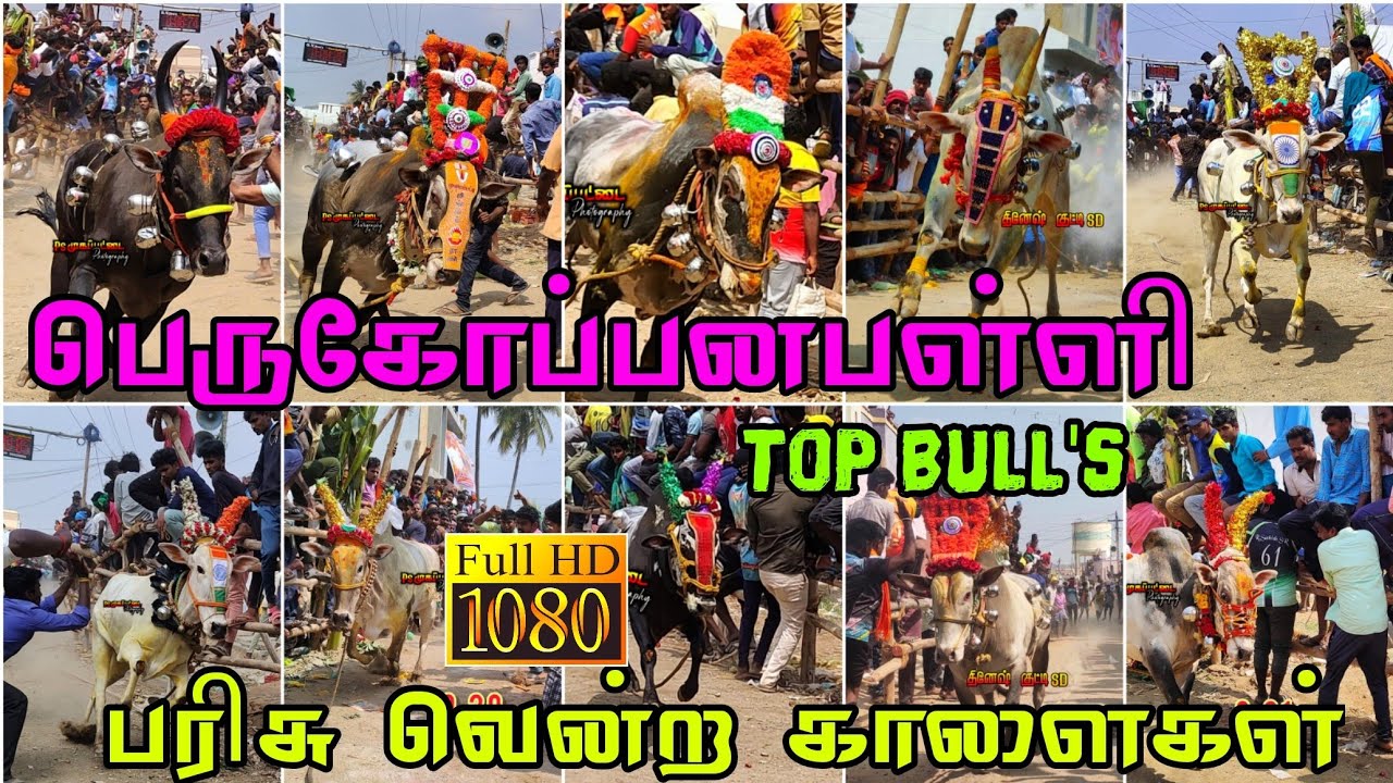 PERUGOPANAPALLI TOP BULLS 2023 || பெருகோப்பனபள்ளி பரிசு வென்ற காளைகள் || ERUTHUKATTU RASIGAN
