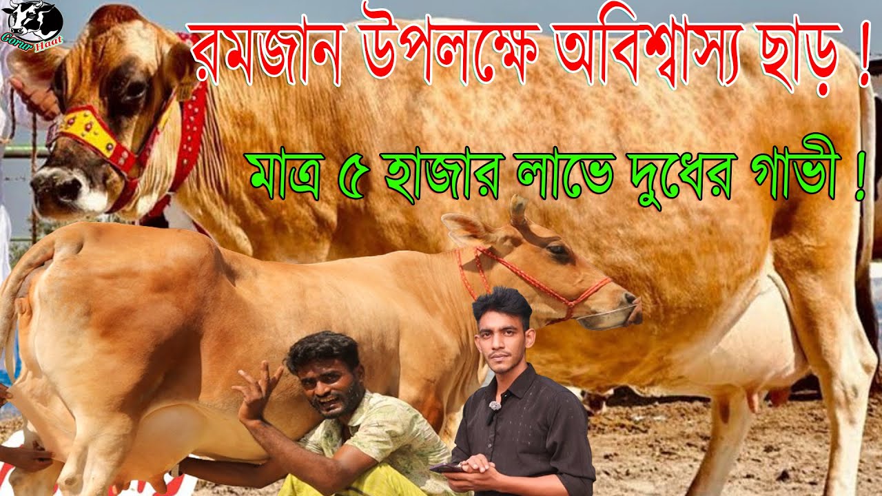 রমজান উপলক্ষে অবিশ্বাস্য ছাড় ! মাত্র ৫ হাজার টাকা লাভে দুধের গাভী ! গাভী প্রতি ৫০ হাজার কম।গরুর হাট