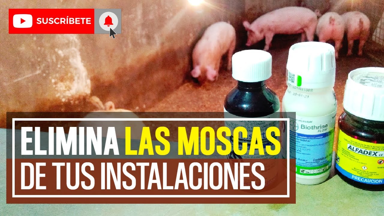 ELIMINA Las Moscas de tus CERDOS