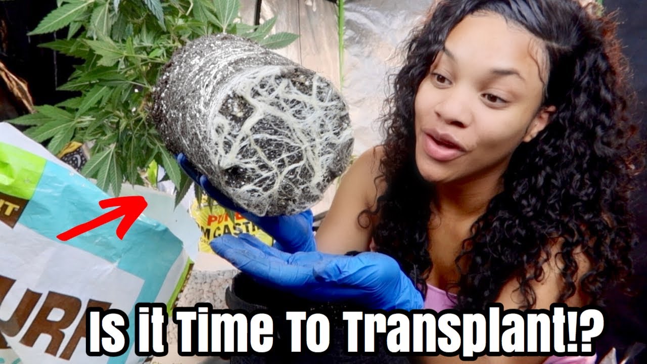 Transplanting 🌱 INDOOR CANNABIS Plants Into Smart Pots❗️