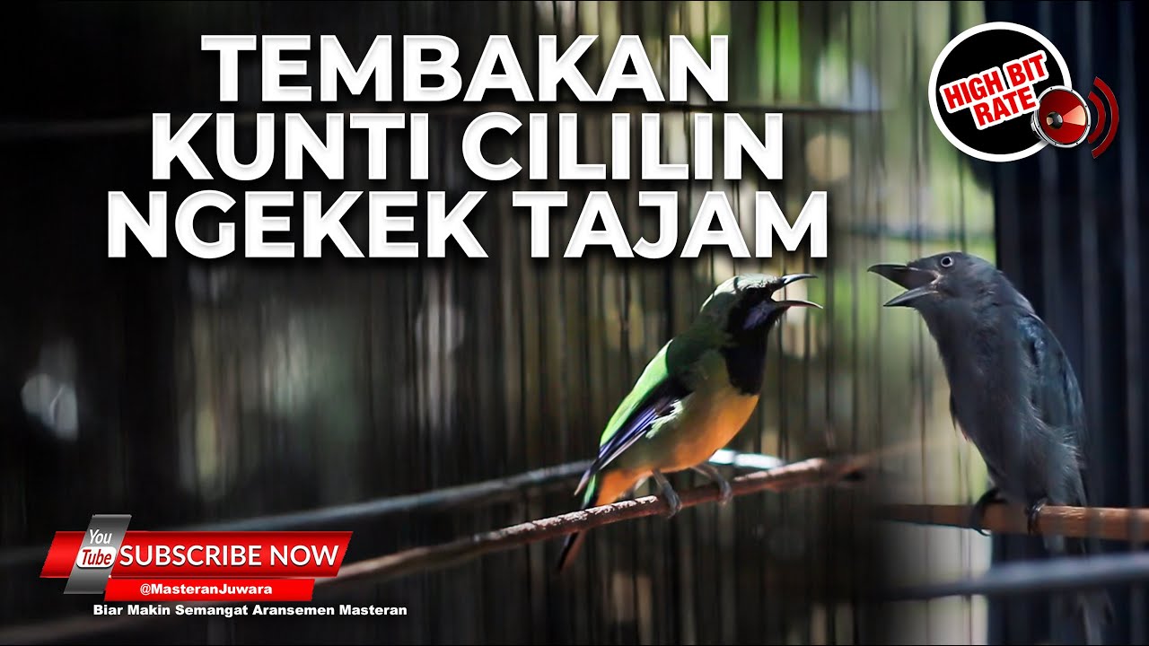 🔴Kompilasi Masteran Srigunting Abu Abu vs Cucak Cungkok Gacor Isian Cililin Kunti Ngekek