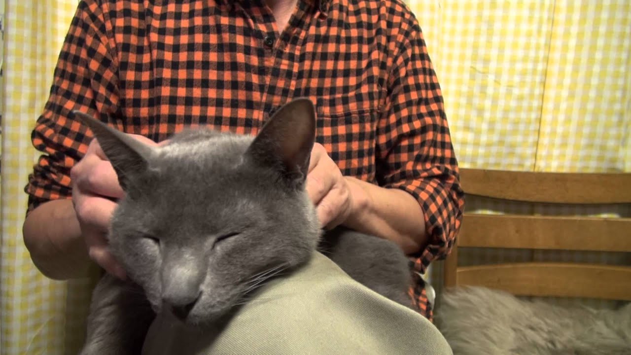 ミーミーちゃんの肩