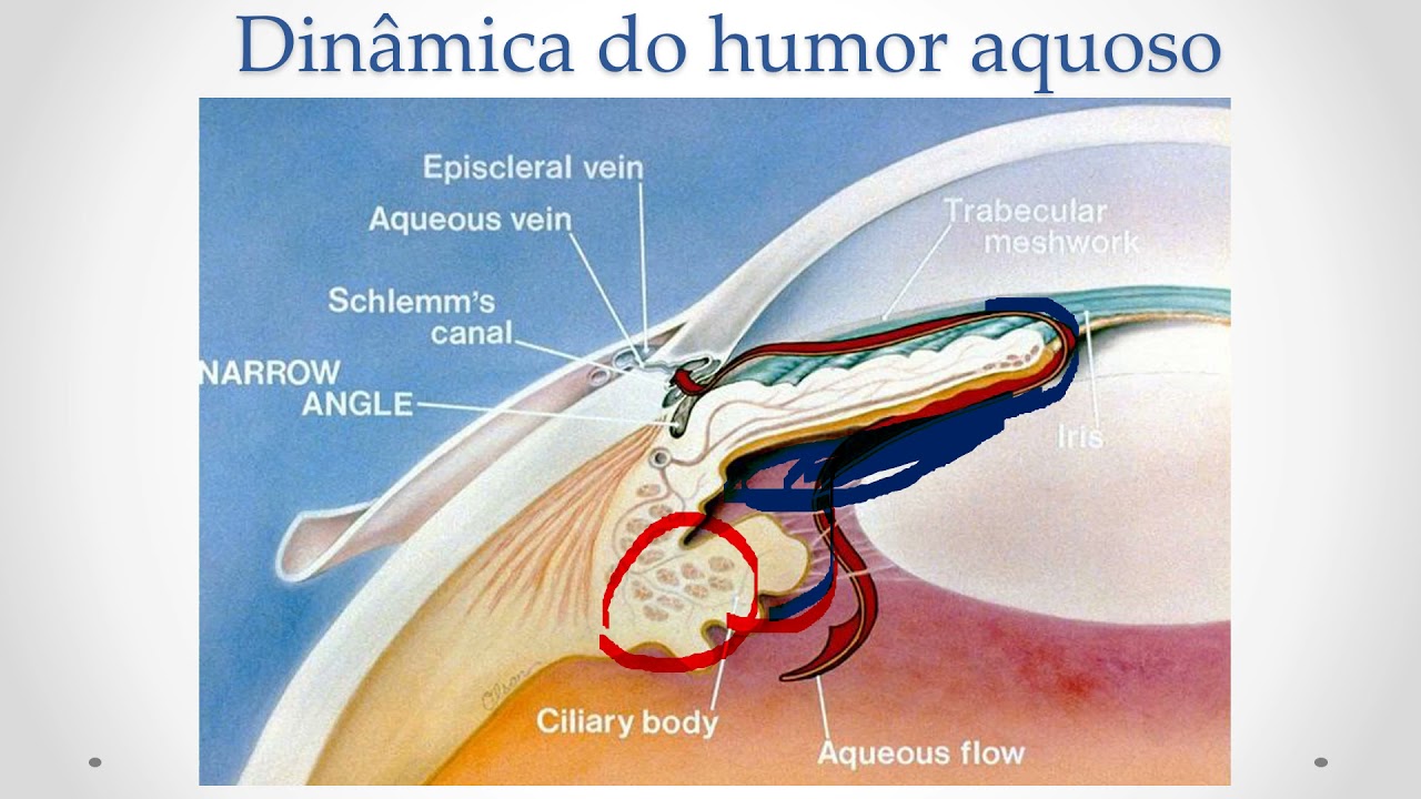 Clinica médica pequenos animais I: Oftalmologia Veterinária