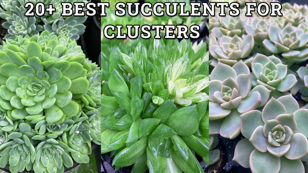 20+ Best Succulent Plants For Clusters (with names)