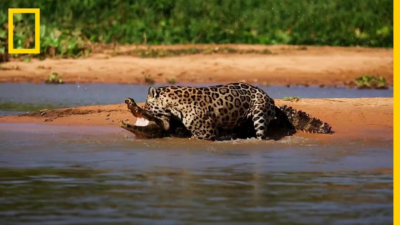 Jaguar ataca a un CAIMAN &iexcl;IMPRESIONANTE! | National Geographic en Espa&ntilde;ol