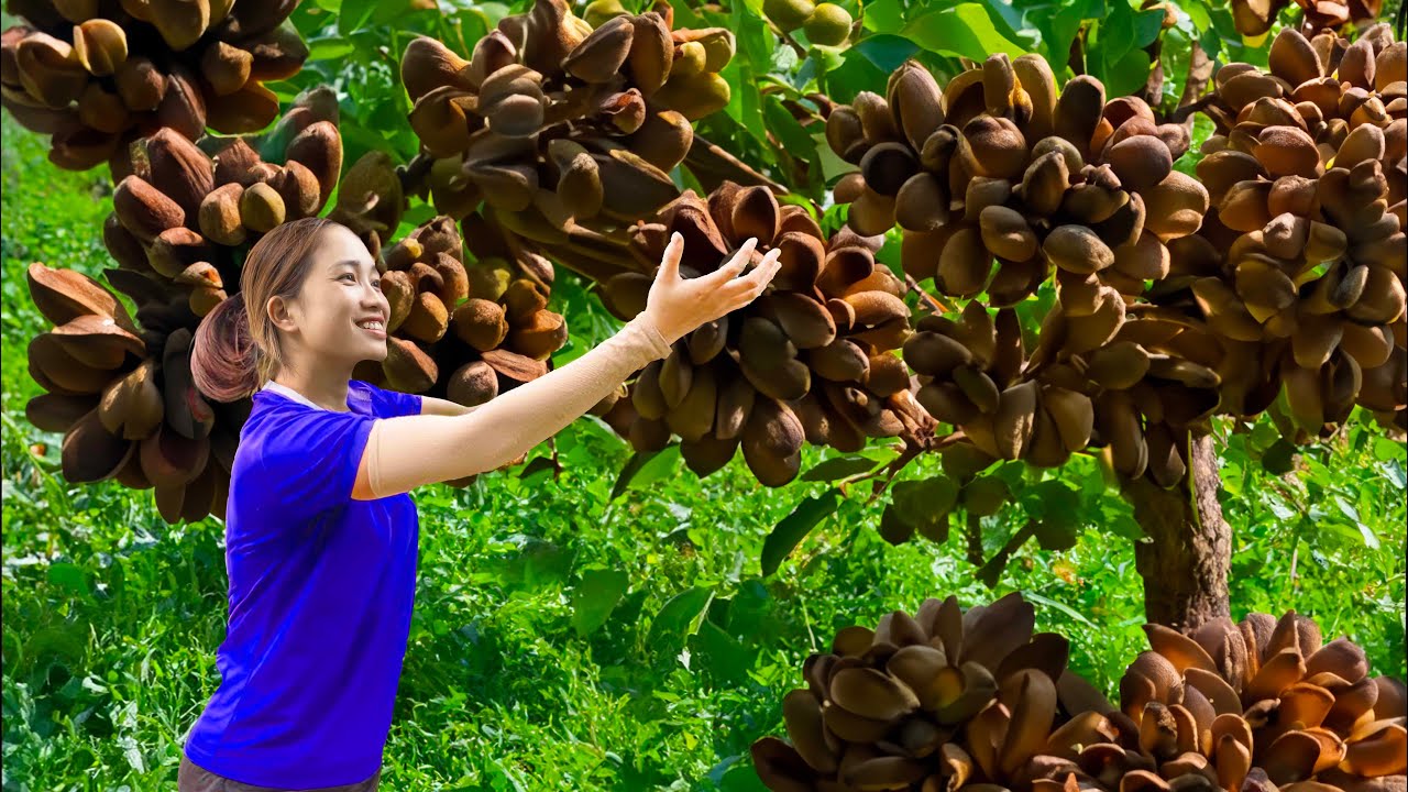 AMAZING Harvesting Cracked Rattan Fruit - The fruit is known as the king of fruits