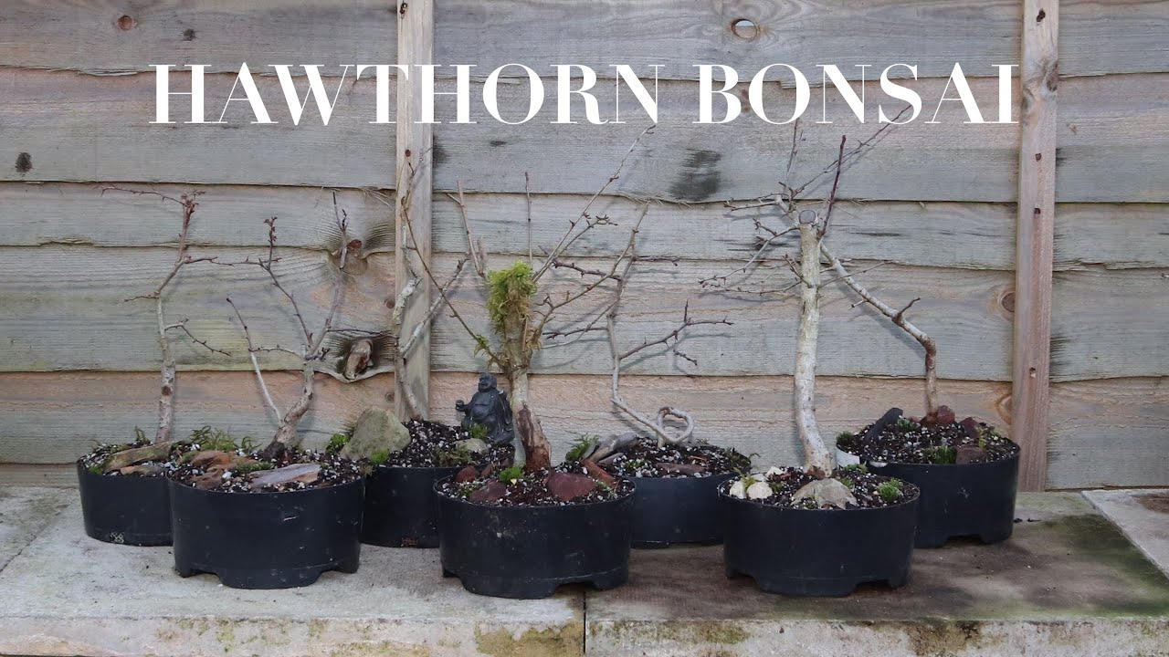 Hawthorn Bonsai - Pre Spring '21 Update