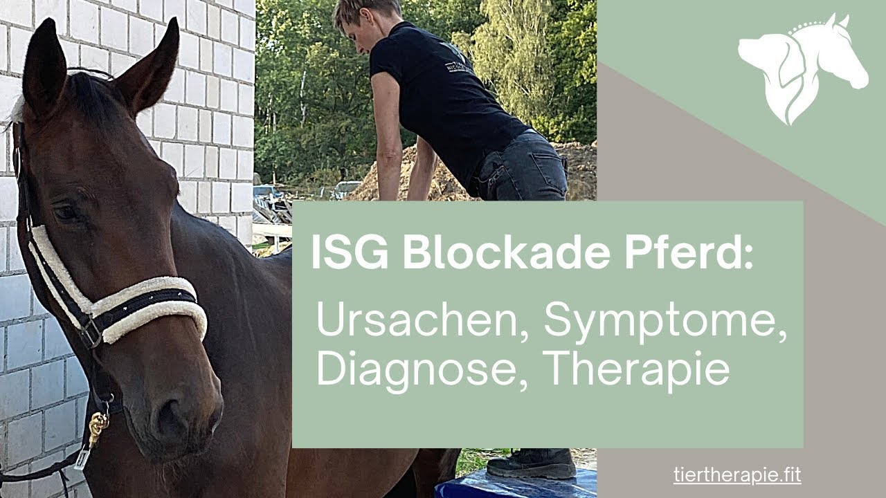ISG Blockade Pferd - Ursachen, Symptome, Diagnose, Therapie