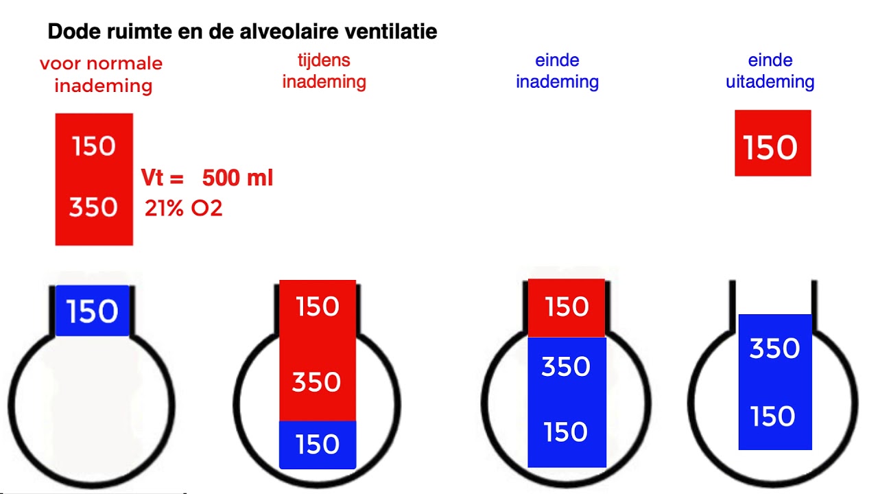 Dode ruimte en alveolaire ventilatie