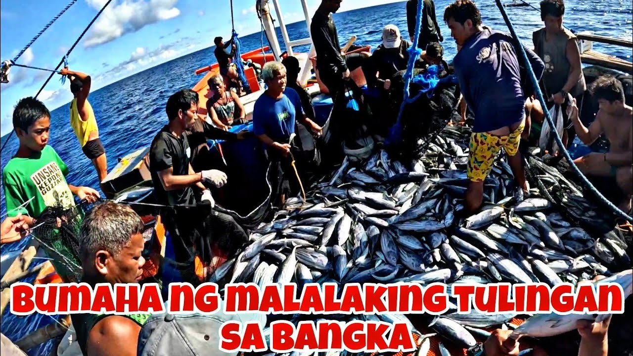 Puno ang bodega sa isang arya lang bumaha ng malalaking tulingan sa bangka sa pacific ocean