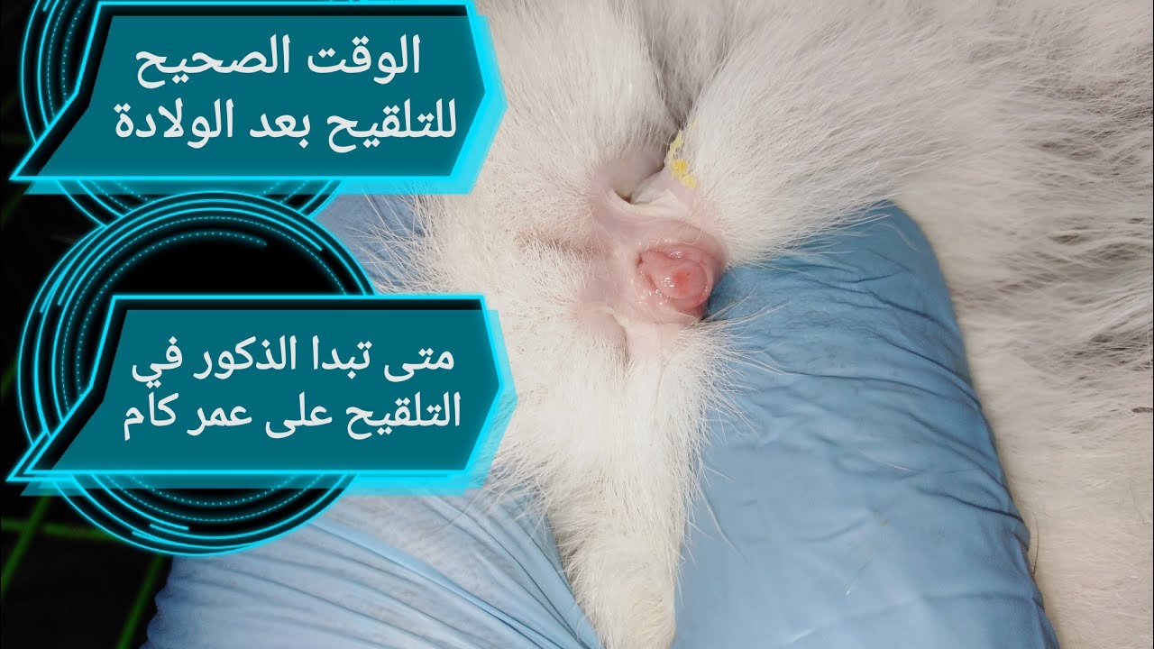 متى تلقح الأمهات بعد الولادة والقح الأرانب على عمر كام ومتى تكون الذكور جاهزة للتلقيح الصحيح 👍