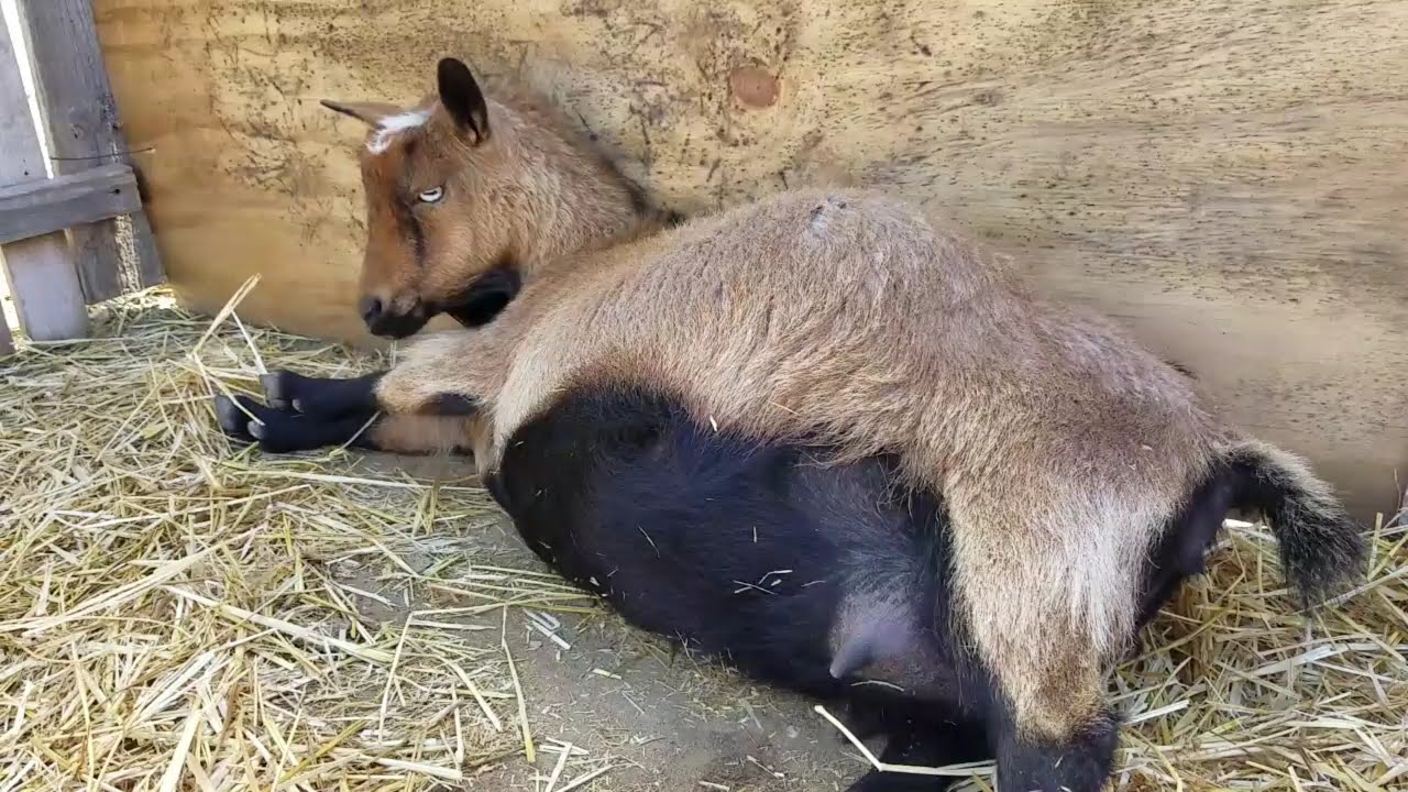 May's Labor - Nigerian Dwarf Goat Having Babies Warning Graphic