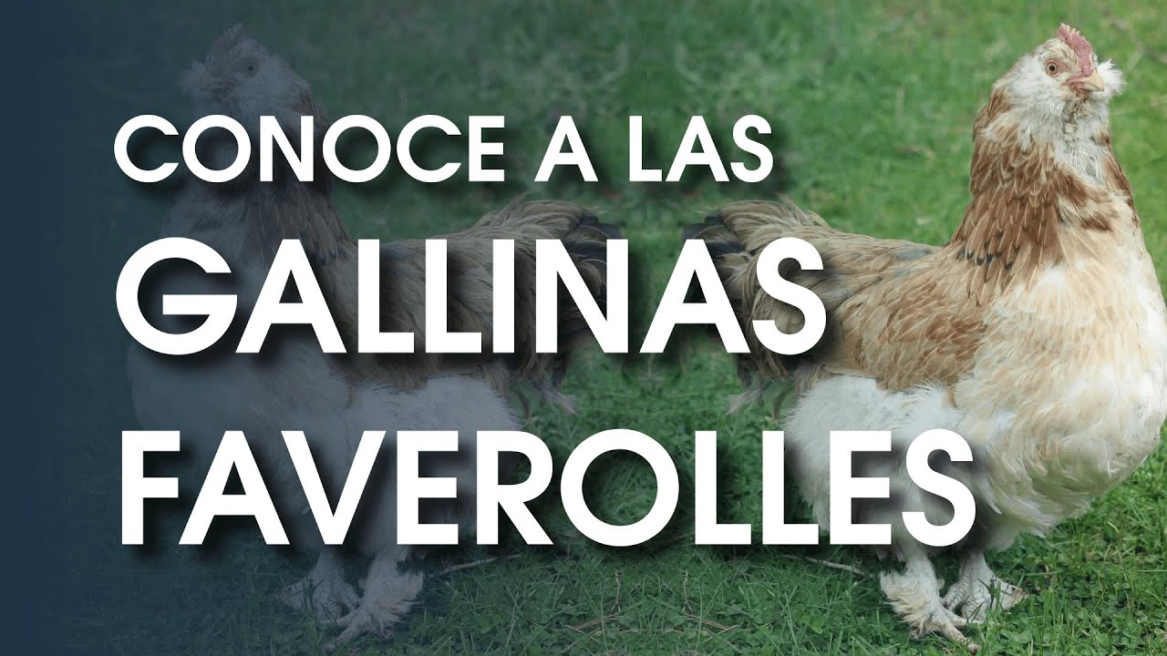Gallina Faverolles 🐔 Características, producción , historia y más