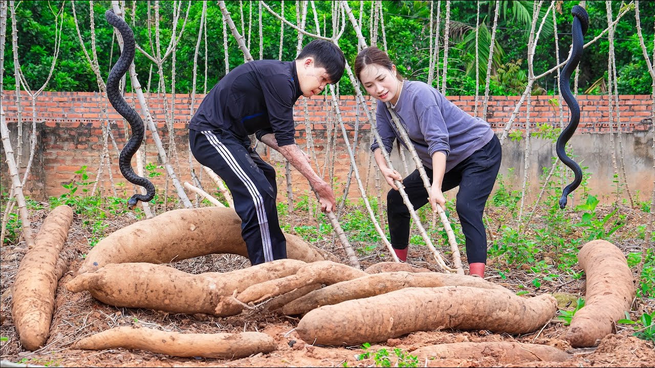 Harvesting GIANT CASSAVA - A Valuable Source of Nutrition for the Elderly Goes to the market sell