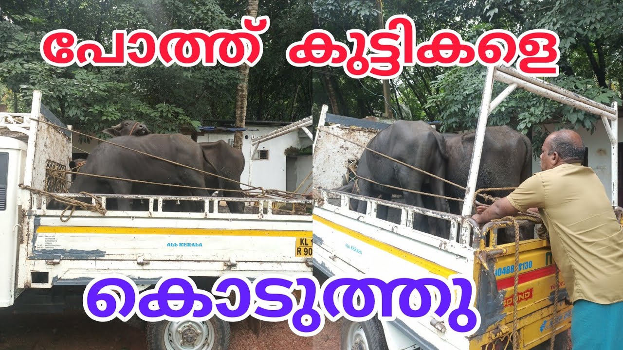 കുറഞ്ഞ വിലയ്ക്ക് പോത്തുകുട്ടികൾ #anwarvlog #farming #buffalofarmig #Anwarfarmingvlog