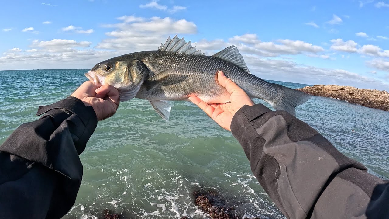 Mon plus gros bar de l'ann&eacute;e &agrave; la crevette 🦐 + Un joli 50 au leurre !