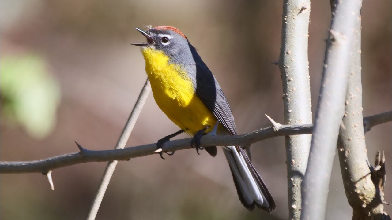 Birds of Northwest Argentina
