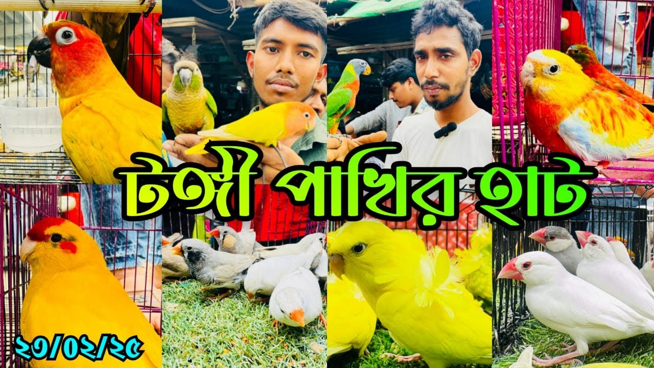 হরেক রকম পাখিতে জমজমাট টঙ্গী পাখির হাট | Tongi Bazar Pakhir Hat | Tongi Pakhir hat #viralvideo