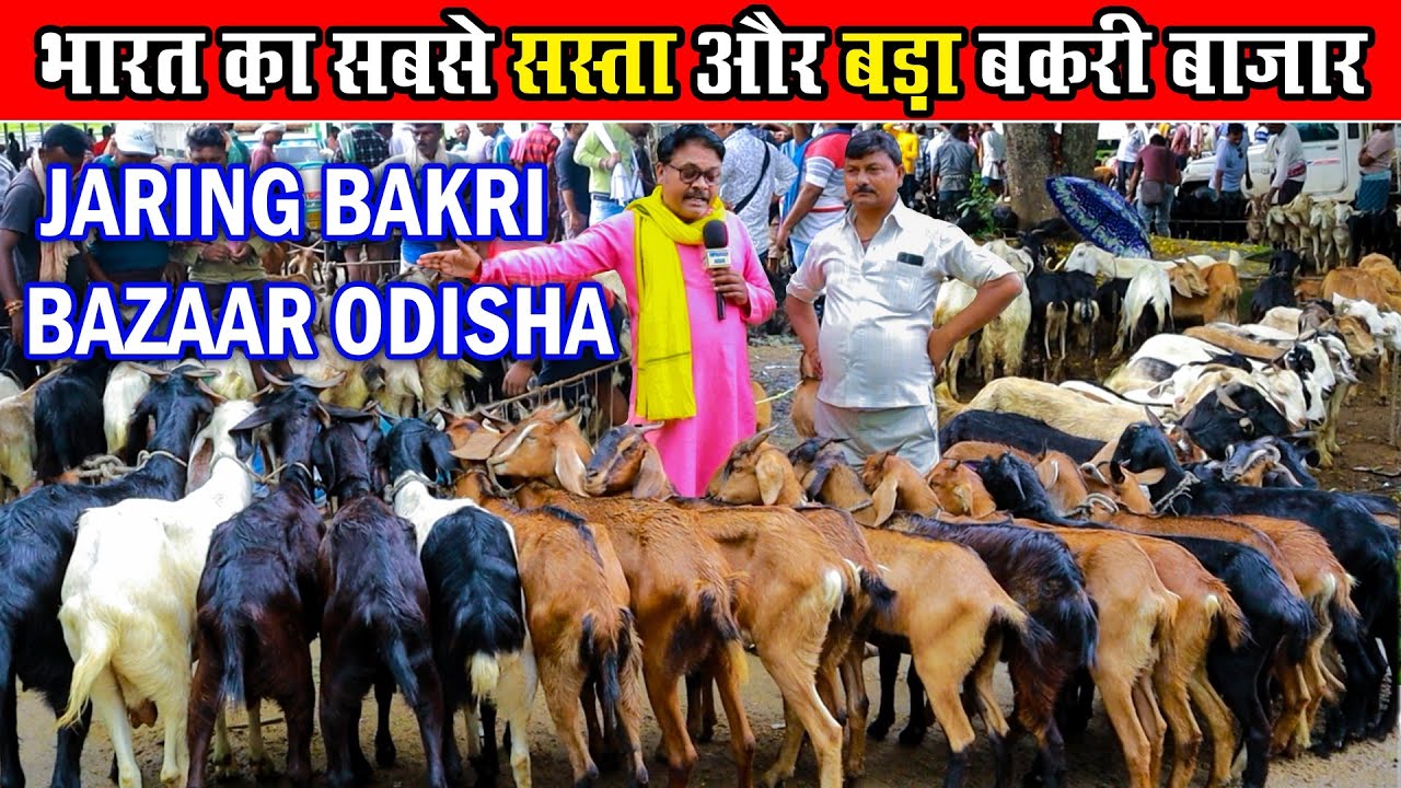 भारत का सबसे सस्ता बकरी बाजार । JARING BAKRI BAZAAR BARGARH ODISHA।Cheapest Goat Market In India।