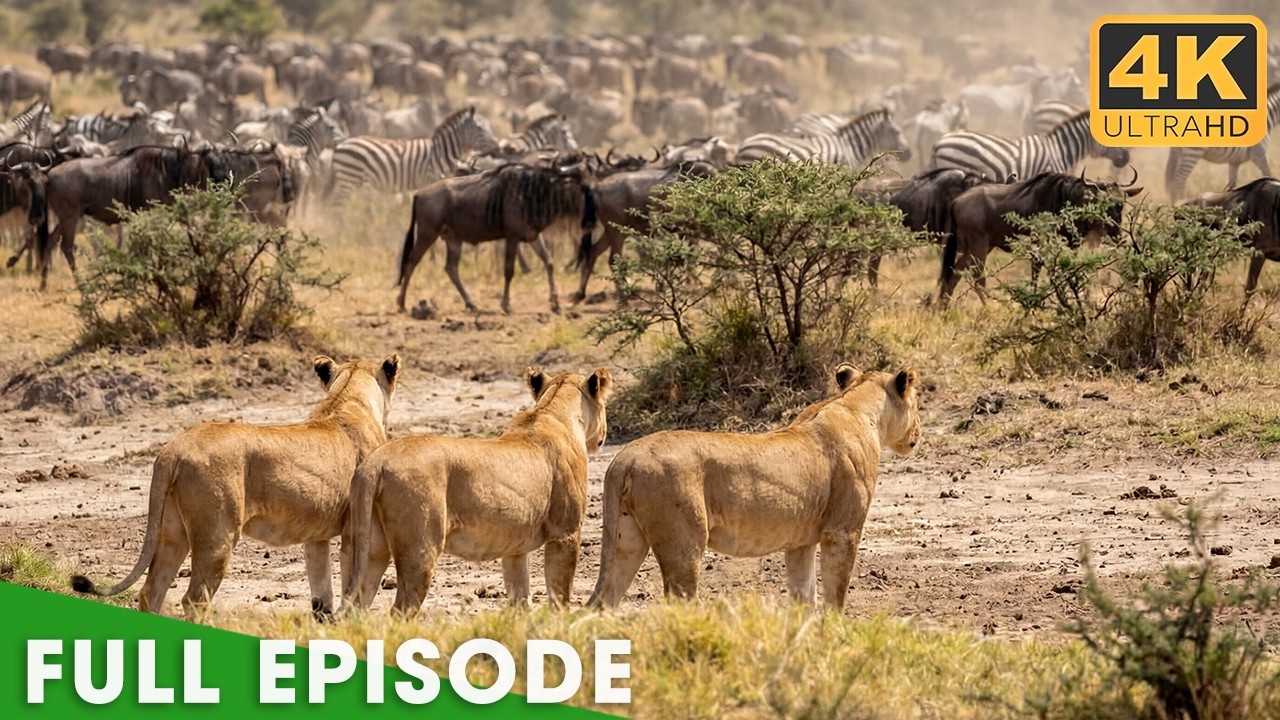 The Strongest Lion Pride (Full Episode) | Savage Kingdom | Nature Animal Documentary