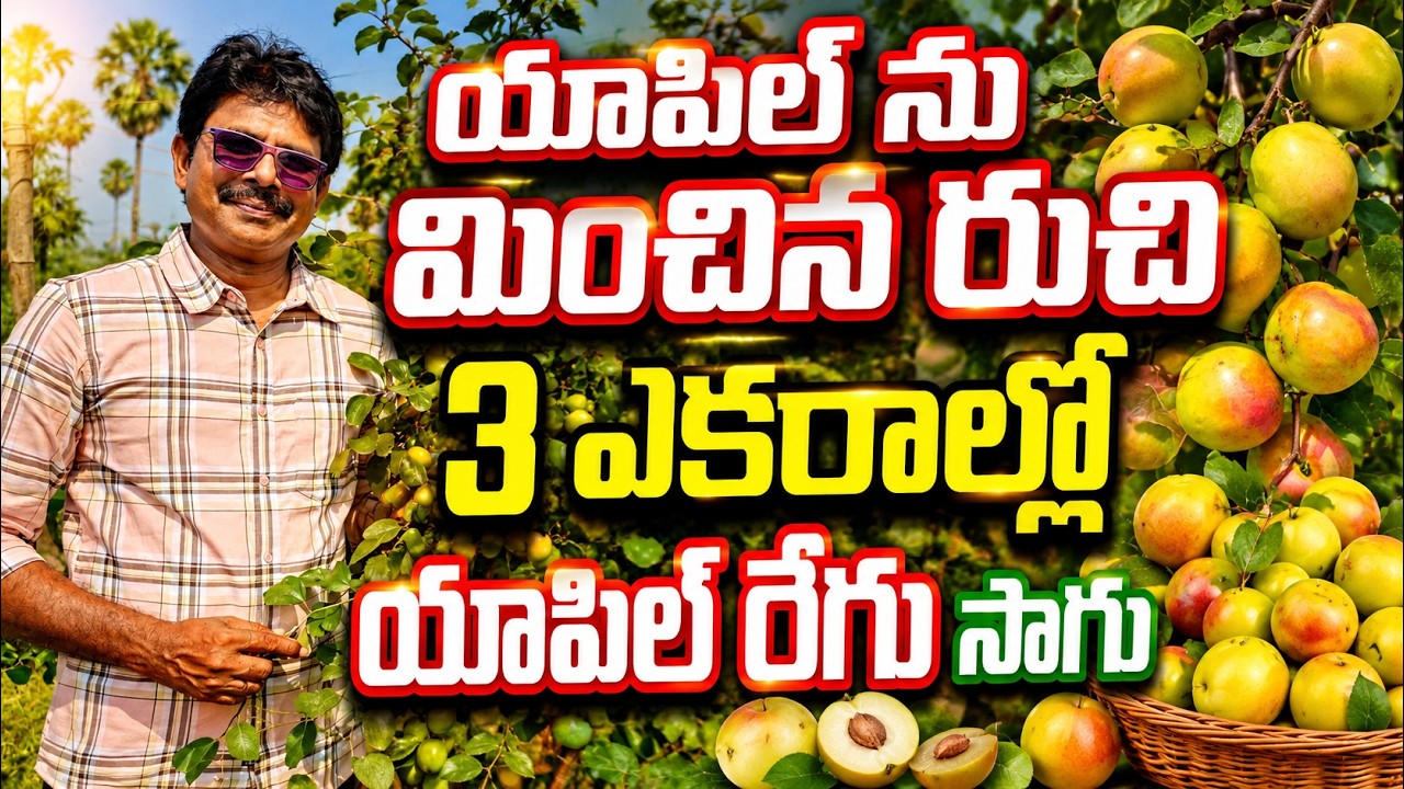 అయిదు రకాల యాపిల్ రేగు సాగు చేస్తున్నా | apple regu | bhumiputhra telugu