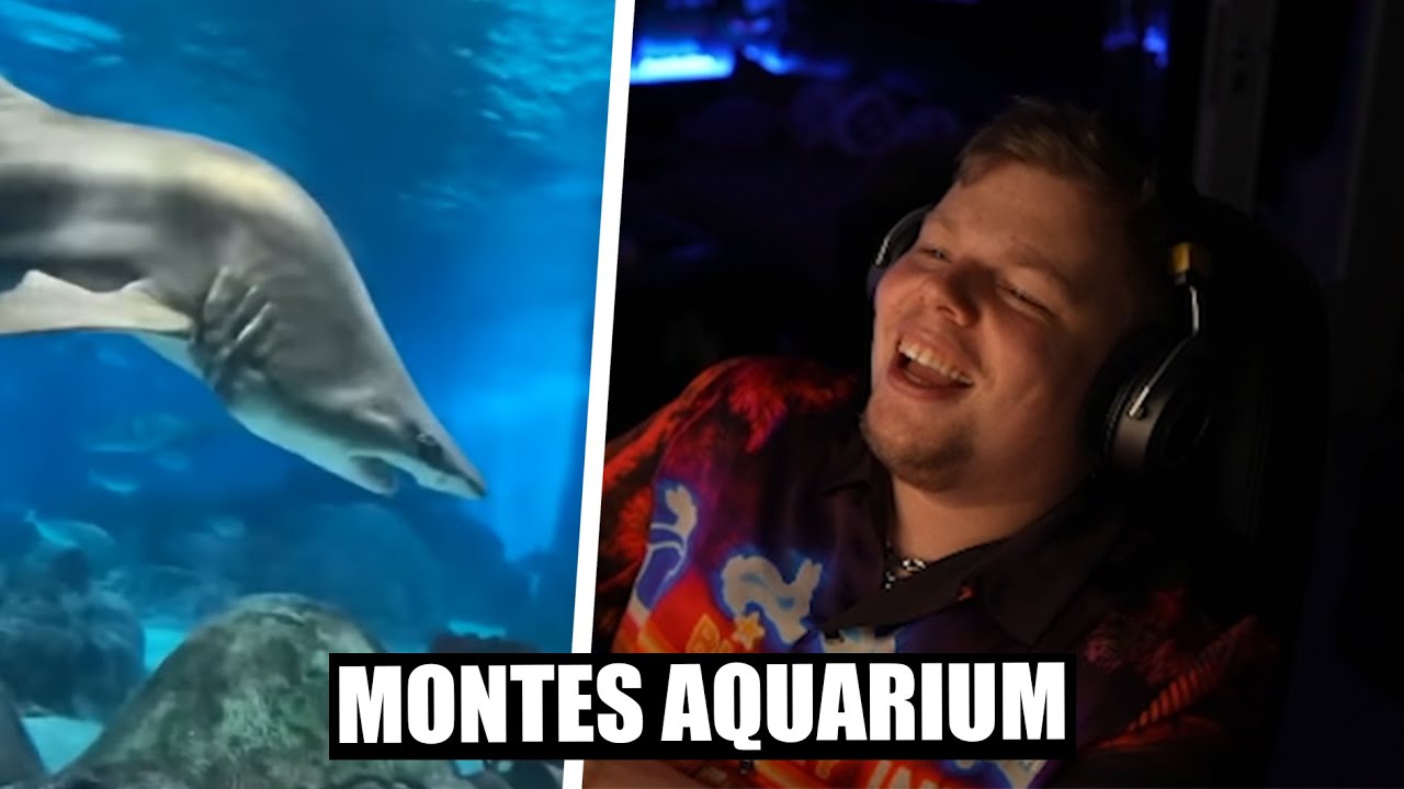 SO sehen MONTES Fische aus?! | Unusual MEMES | Tanzverbot