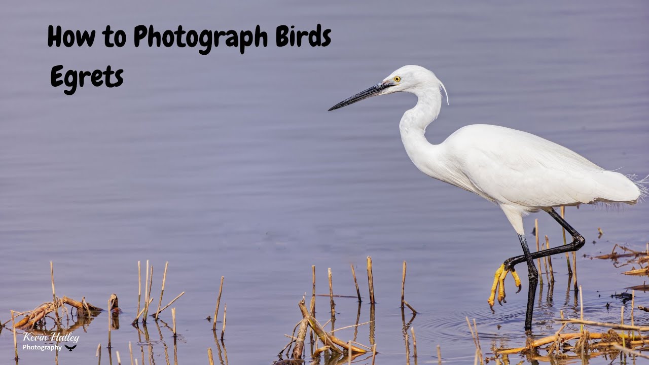 How to Photograph Egrets
