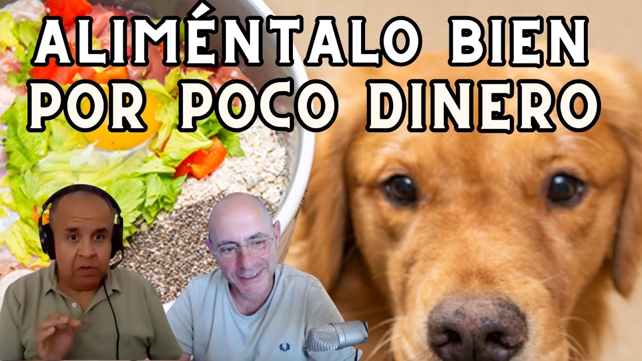 Veterinario Nutricionista Explica C&oacute;mo Alimentar Bien a tu Perro por Poco Dinero