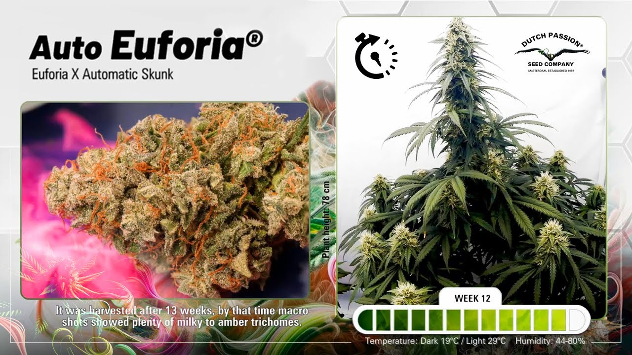 Auto Euforia - Timelapse of growing cannabis