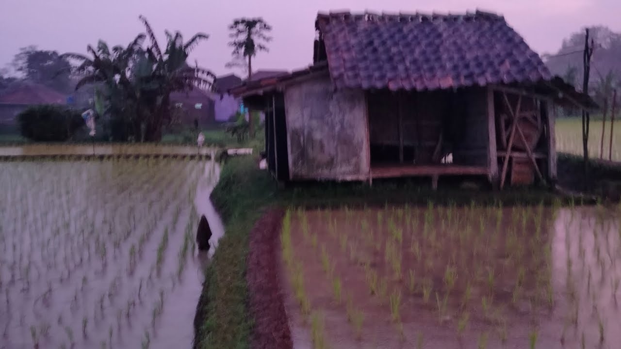 BERANI SENDIRI❗SUASANA GUBUK SAWAH KETIKA ADZAN MAGRIB @Tasikunique