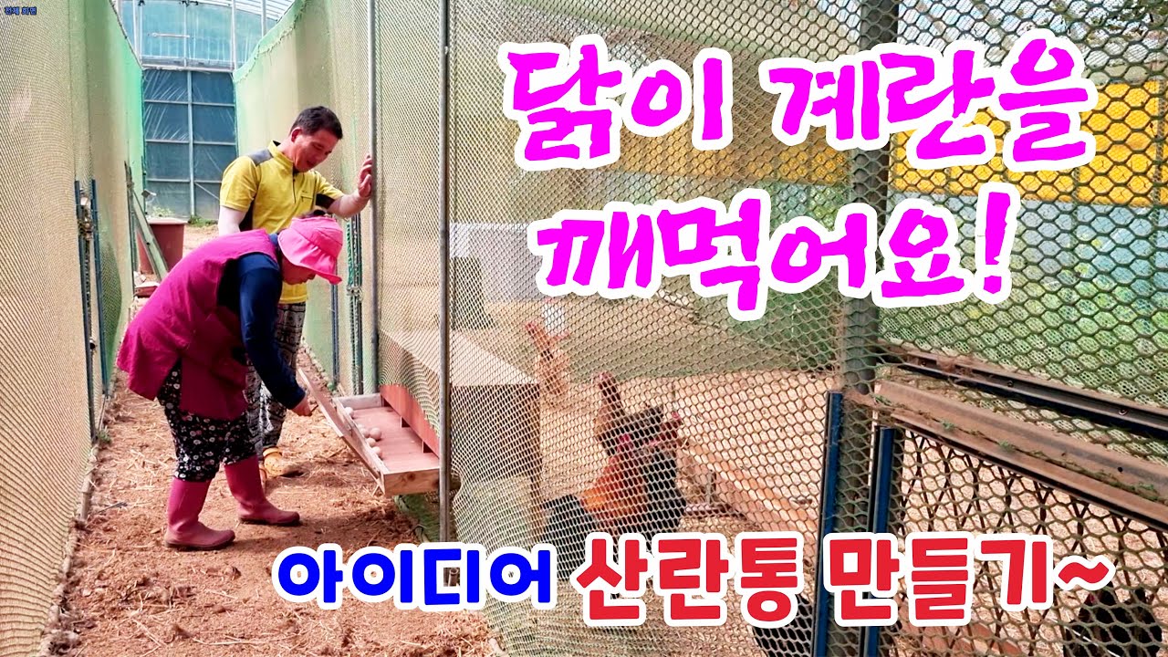 닭이 알을 자꾸 깨먹어요! 아이디어 산란통 만들기.대박~