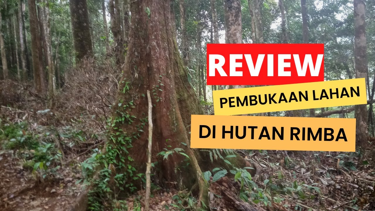 Review||Pembukaan lahan di hutan rimba