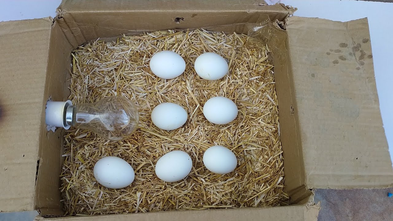 How To Make Egg Incubator at home || Cardboard Box Egg Incubator