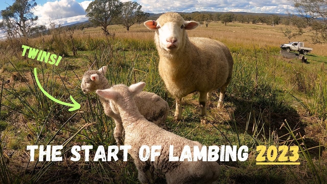 IT'S OFFICIALLY STARTED! | The Start of Lambing 2023 | Sheep Farming in Australia
