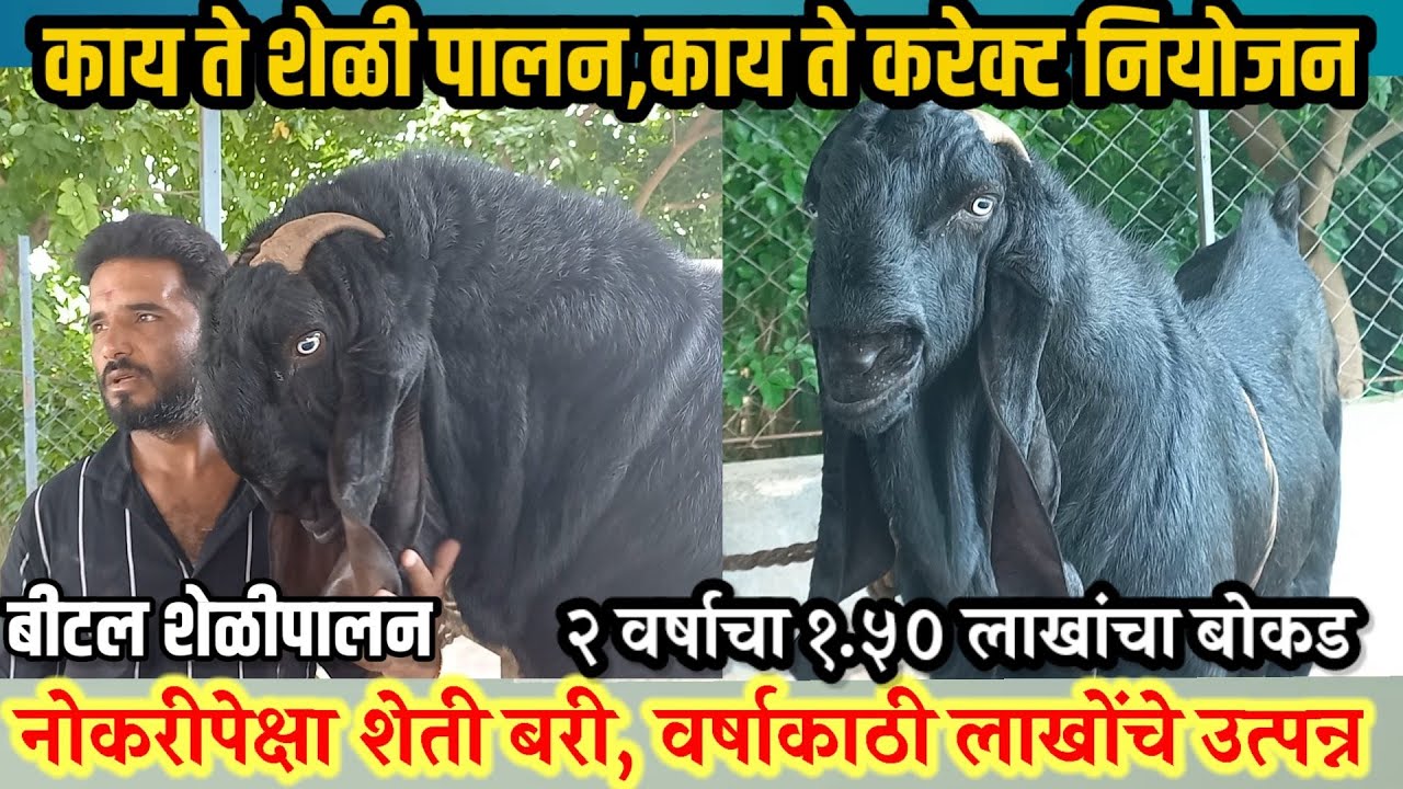 शेळीपालनातून वर्षाला मिळतोय लाखोंचा नफा,नोकरी पेक्षा शेळी पालन लाखमोलाचे,sheli palan,vision varta