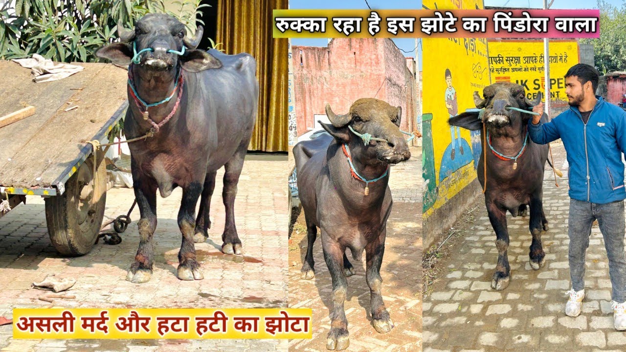 रुक्का है इस झोटे का असली मर्द और जुनून से भरा देसी झोटा असली जंगी पुरानी नसल का SV झोटा